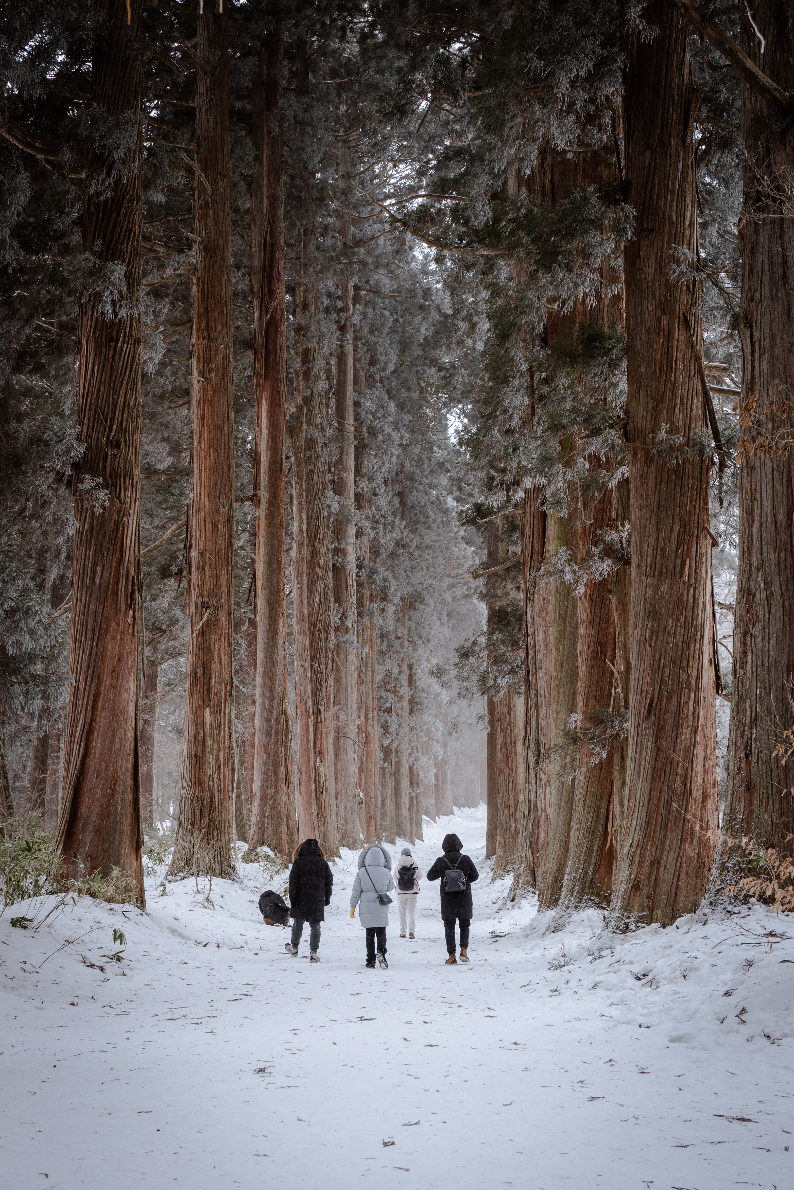 日本小众游｜带你去参天红杉间踏雪徒步！