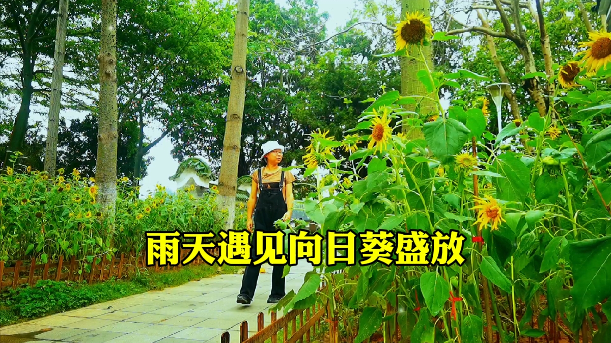 广州平安码头：向日葵在雨中绽放