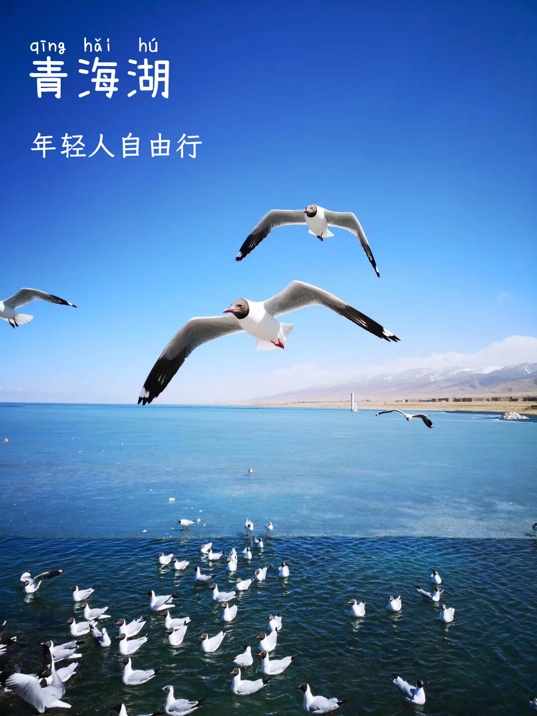 青海湖，高原上的蓝宝石💎