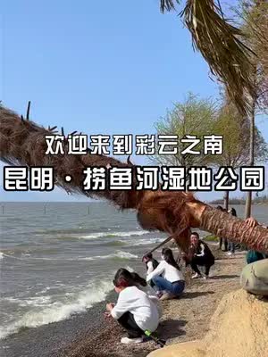 滇池、沙滩、红嘴鸥、水杉林