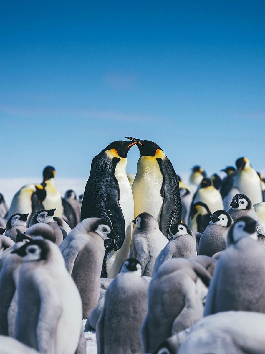 南美+南极🐧邮轮之旅｜一定去探险一下‼