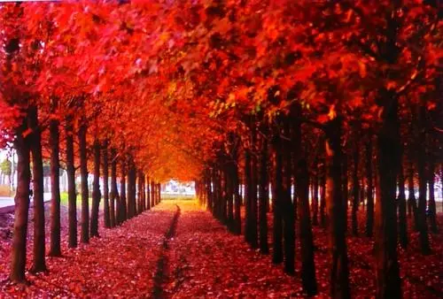 《枫叶岛：探寻秋日之美的极致旅游攻略！》