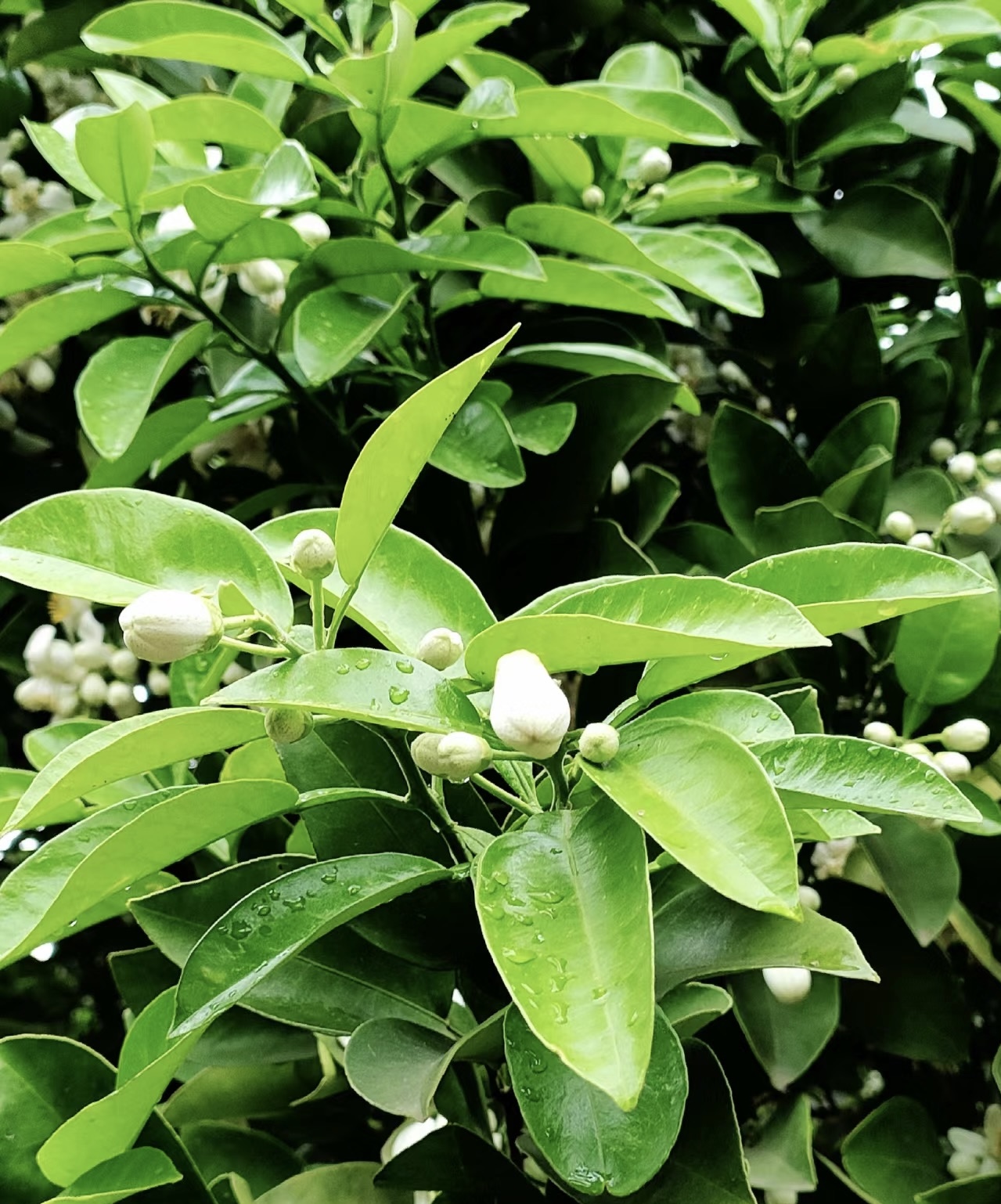 🌳又是一年柚花飘香时节