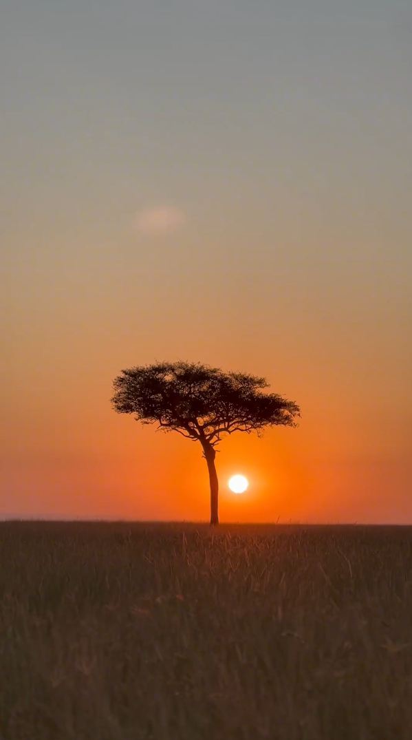 坦桑尼亚塞伦盖蒂国家公园