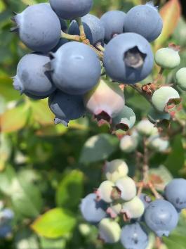 藏在大岭下的露天#蓝莓园 ，就在#始兴！