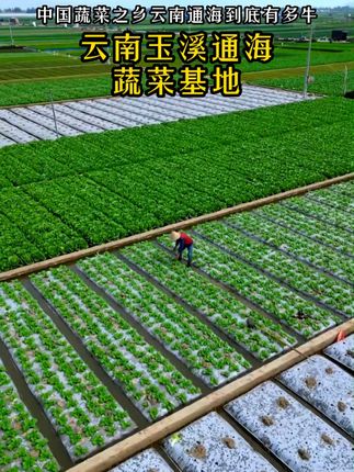 云南通海露天蔬菜基地是国内最大的蔬菜基地