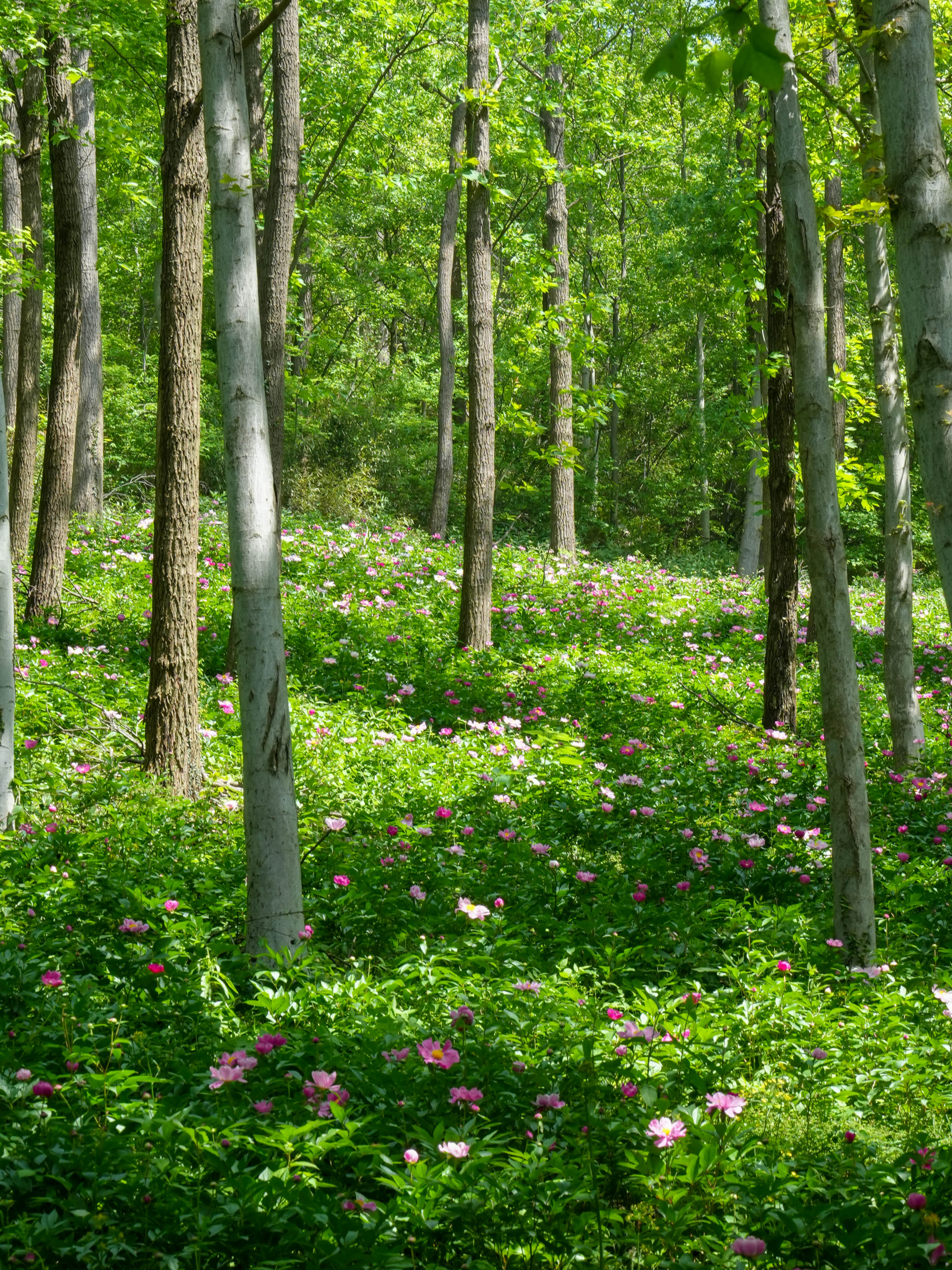 藏在合肥的森林花园——东庵森林公园