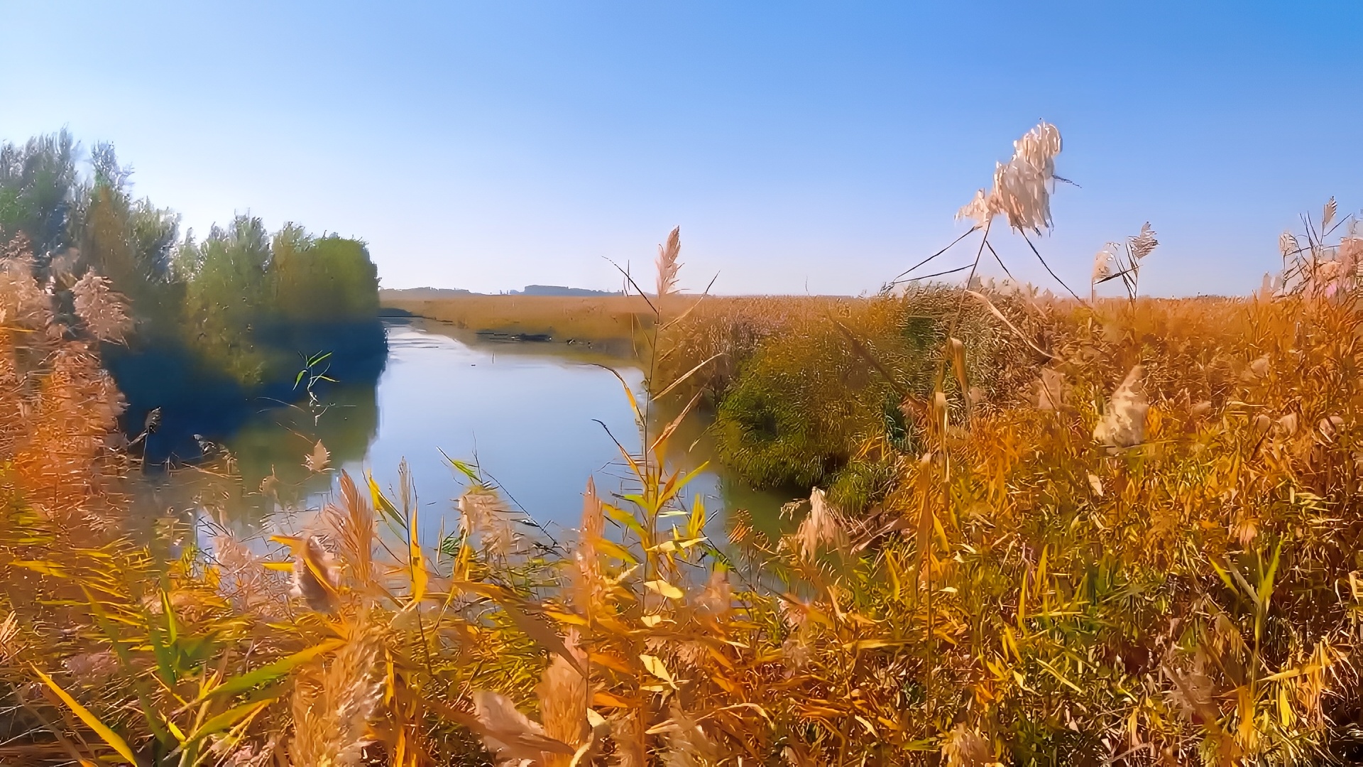 秋色如画 玛纳斯湿地公园