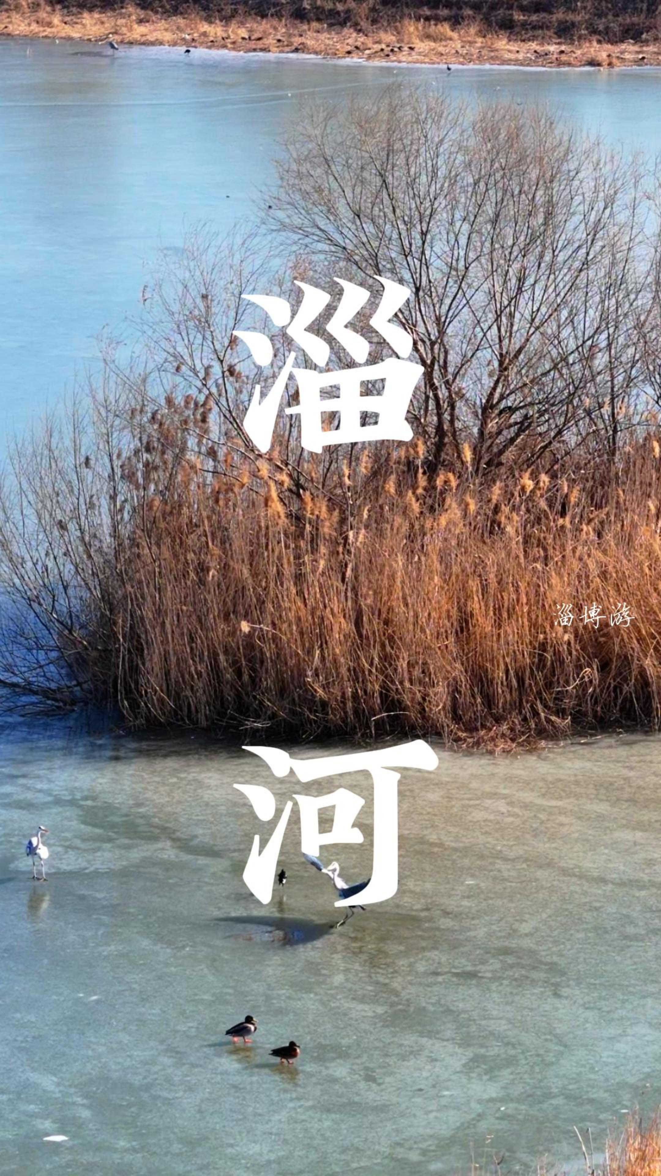 淄博淄河临淄段来了好多苍鹭和绿头鸭