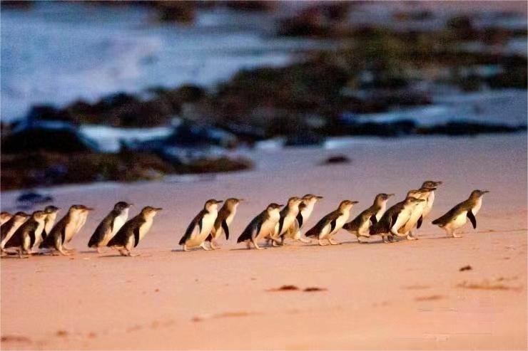 南半球的神奇动物——企鹅归巢