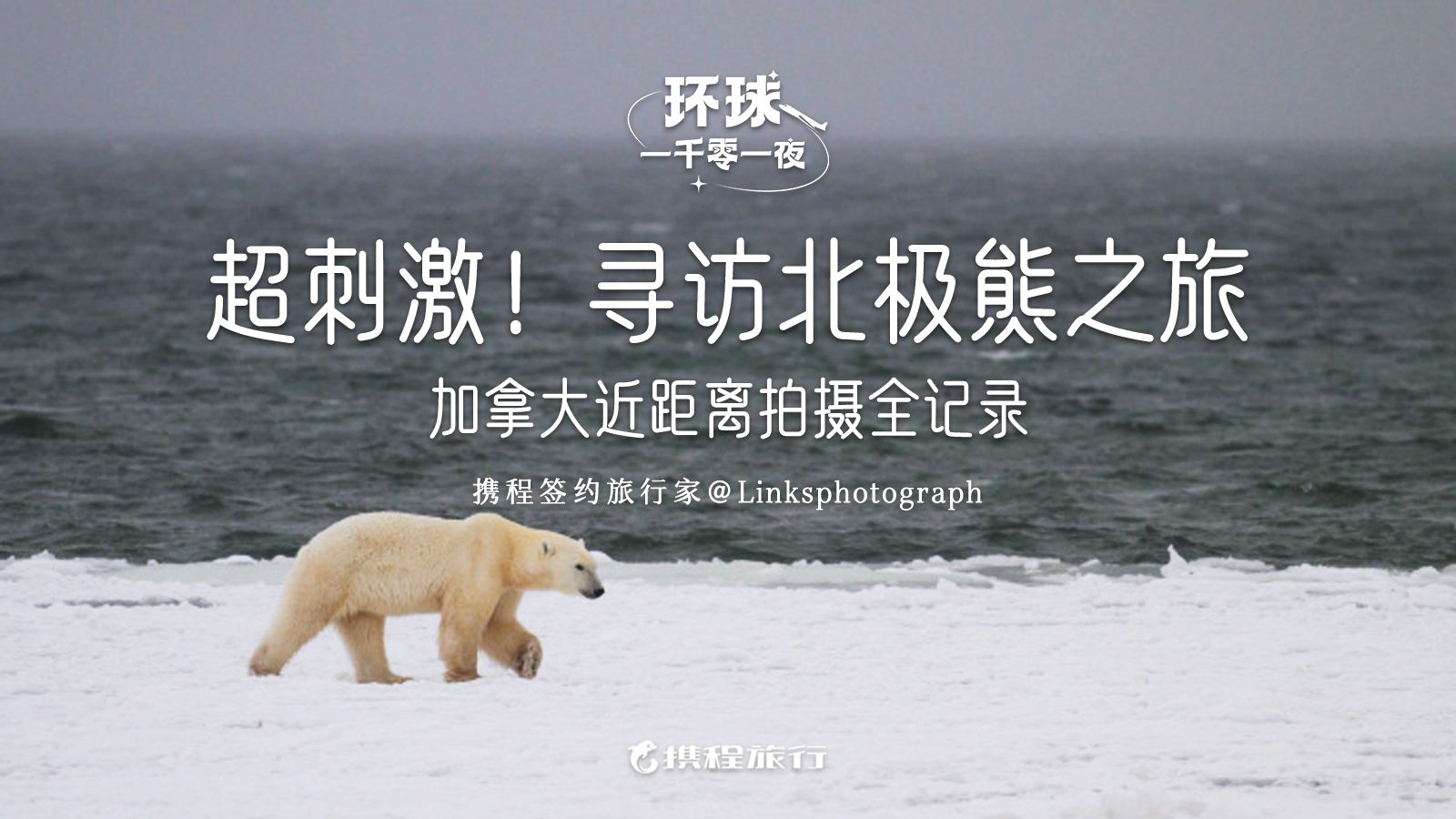 在加拿大近距离拍到北极熊迁移的震撼画面！