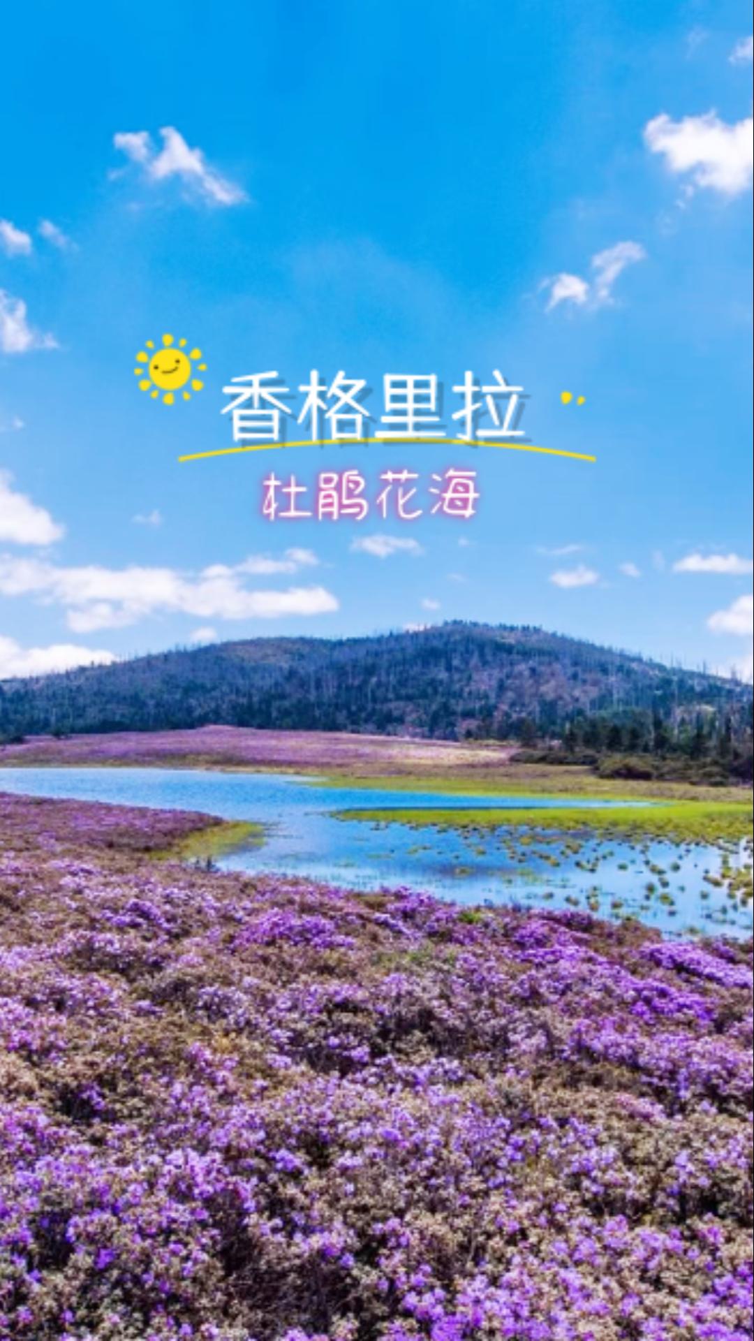 香格里拉高山杜鹃，等你来赴约！