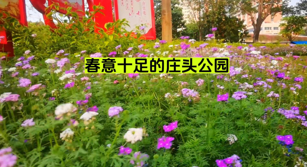 春游广州庄头公园：在素馨花田上建造的公园
