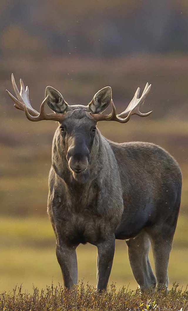北极森林里的moose