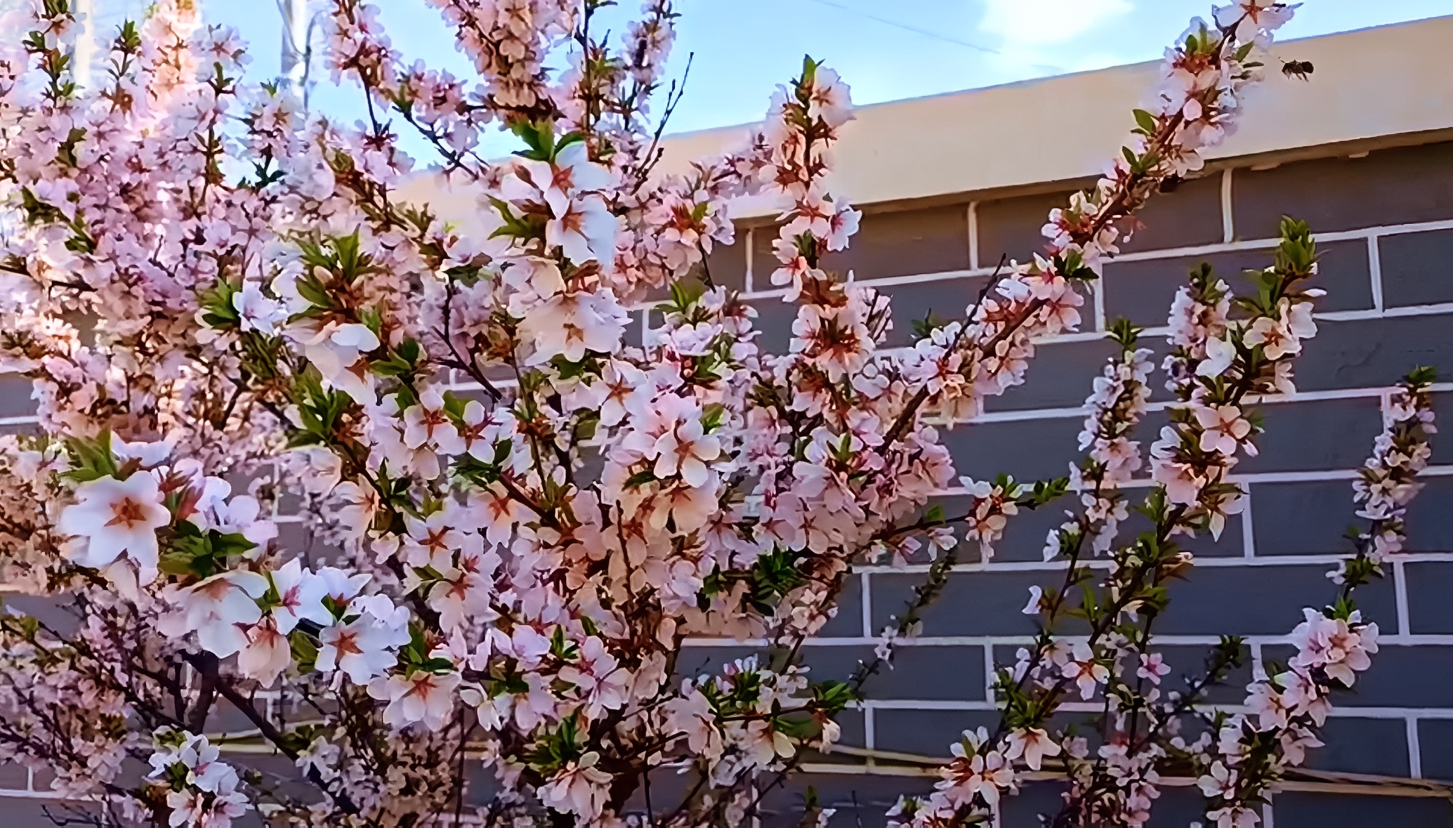 樱花绽放，春日恋曲 桦皮岭垄边伯院