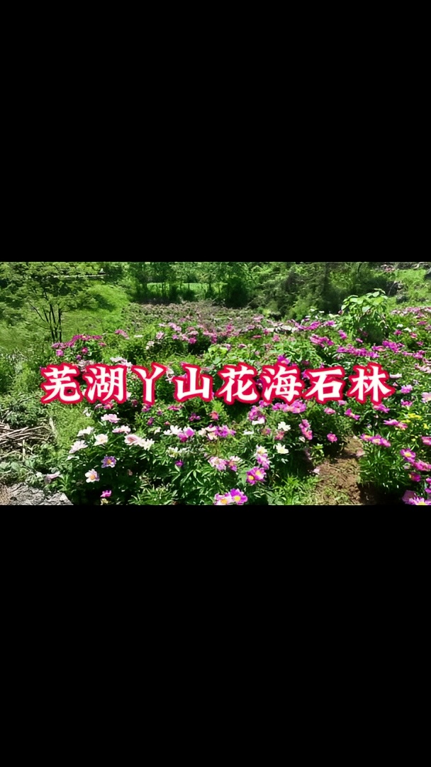 丫山芍药花已盛开，艾特小伙伴，走起