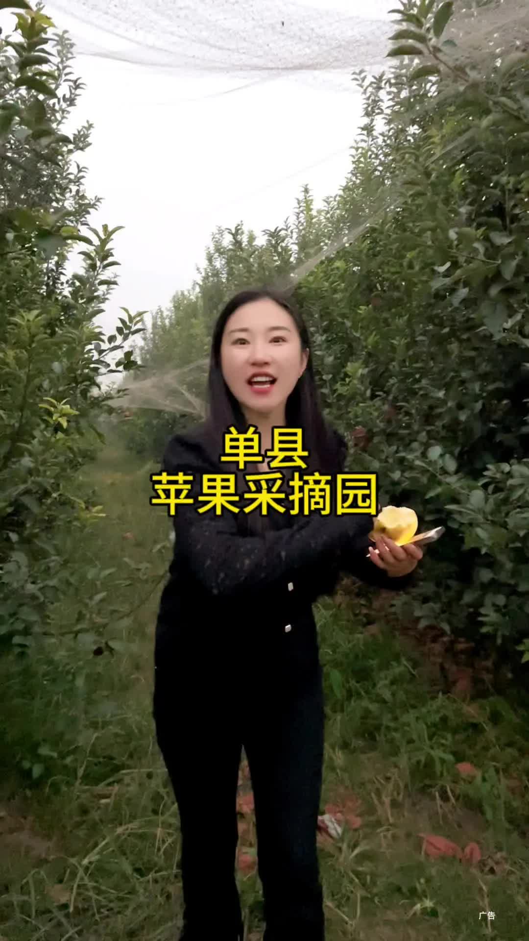 单县 #小吴探店 黄金维纳斯苹果，