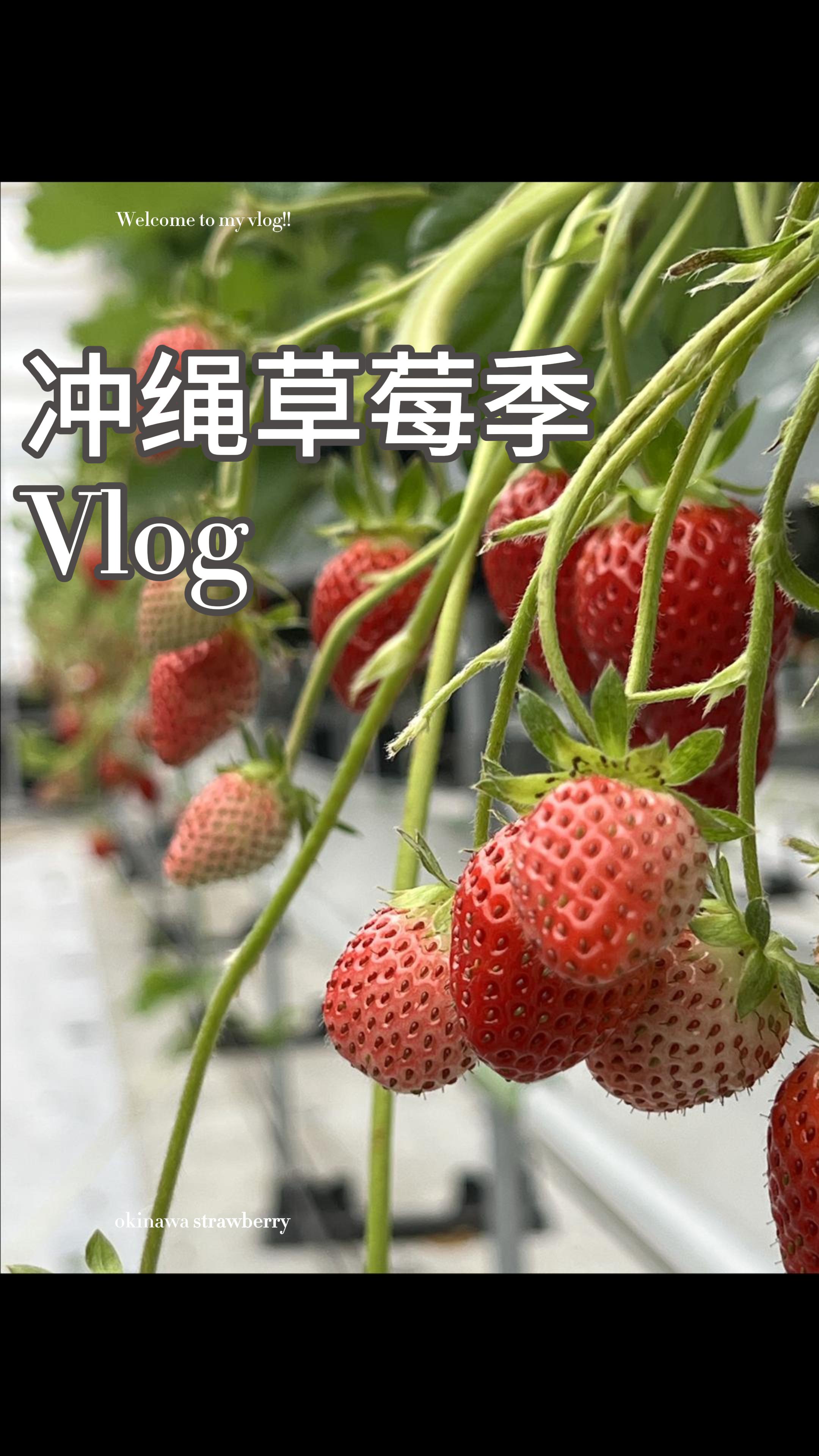 春节期间来冲绳草莓吃到饱