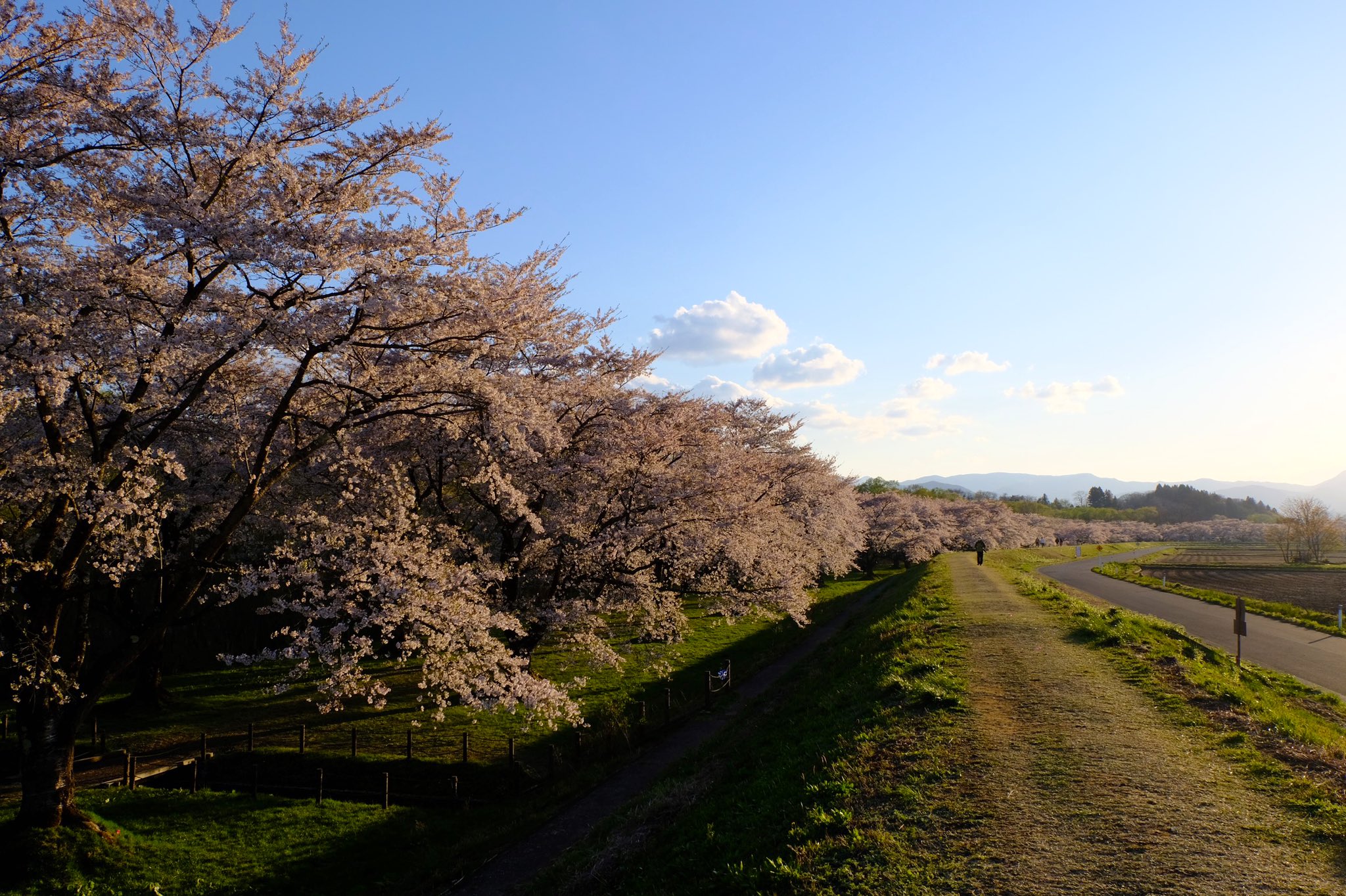 游日本系列：雫石川园地的春天