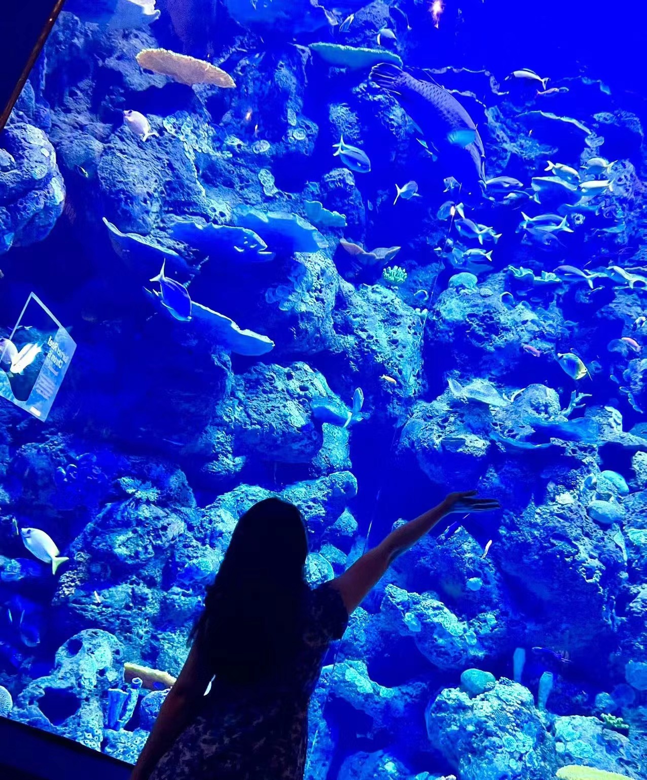 凯恩斯水族馆🐟真实的海底世界