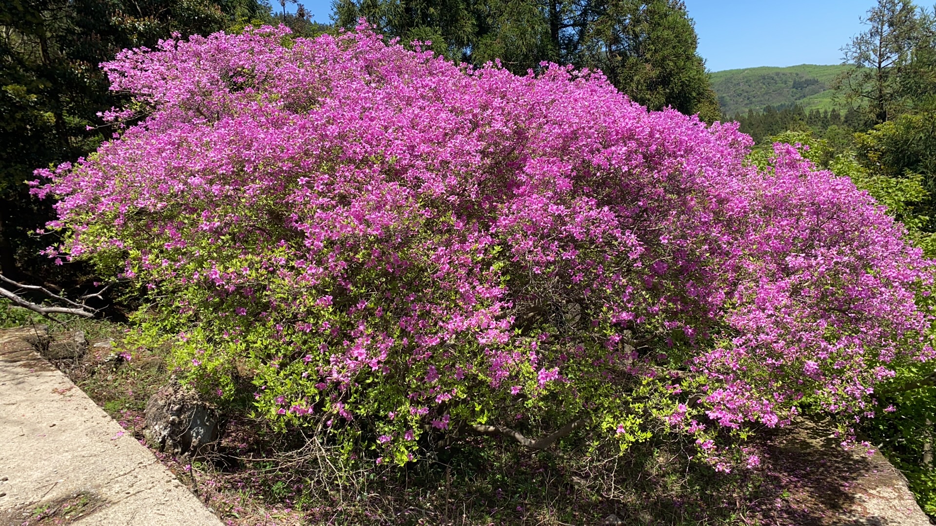 杜鹃花王开花的样子，惊艳一座山