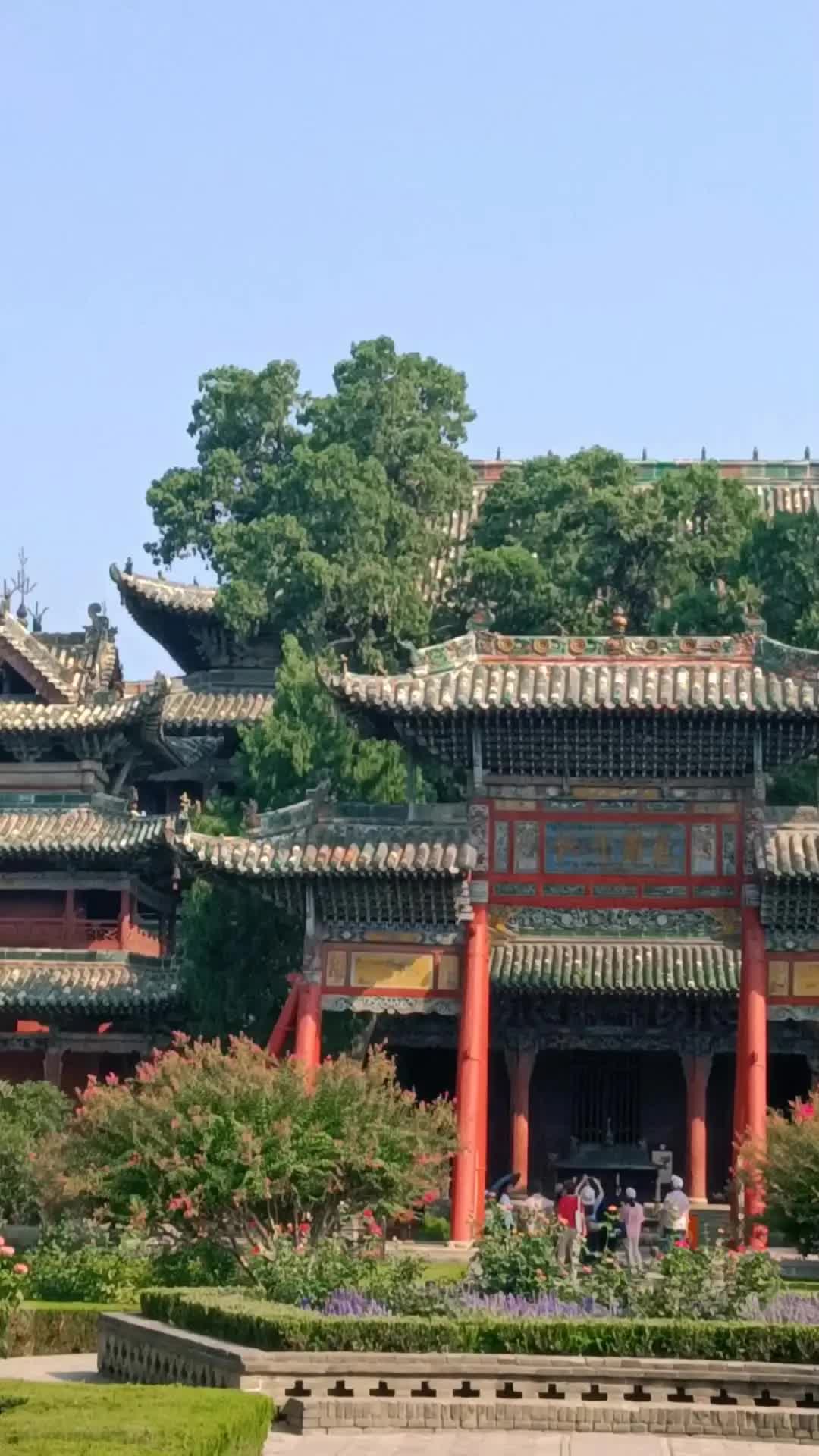 运城关帝庙里面天然形成的龙形柏树