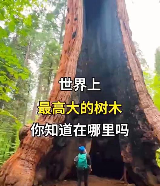 世界上最高大的树，你见过吗？