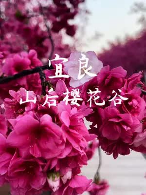 “樱花是属于春天的仪式感