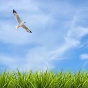 漫游世界的小鸟