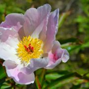 爱旅游的芍药花