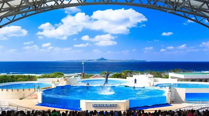 在海豚劇場欣賞海豚表演是指定動作