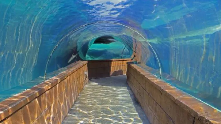室外水族館 (The Dig)