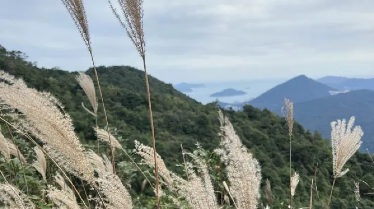 於12月左右，山頭會長滿芒草