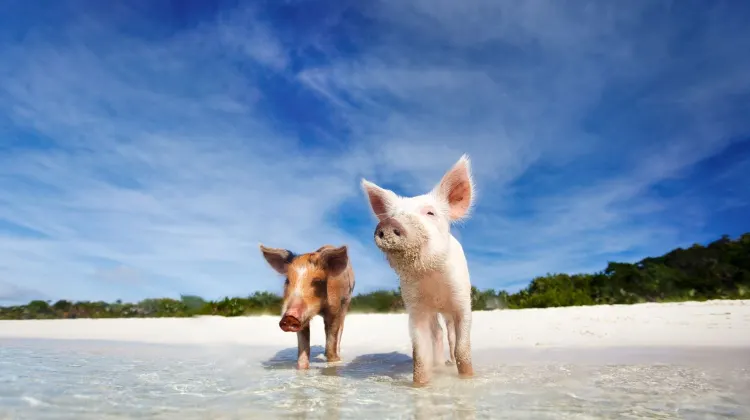 豬島 (Pig Beach)