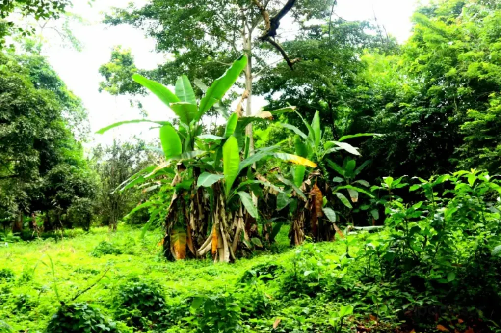 Jardin botanique de Bingerville, Abidjan