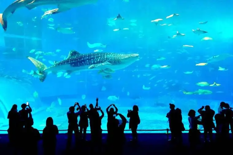 美麗海水族館擁有世界第 2 大水糟