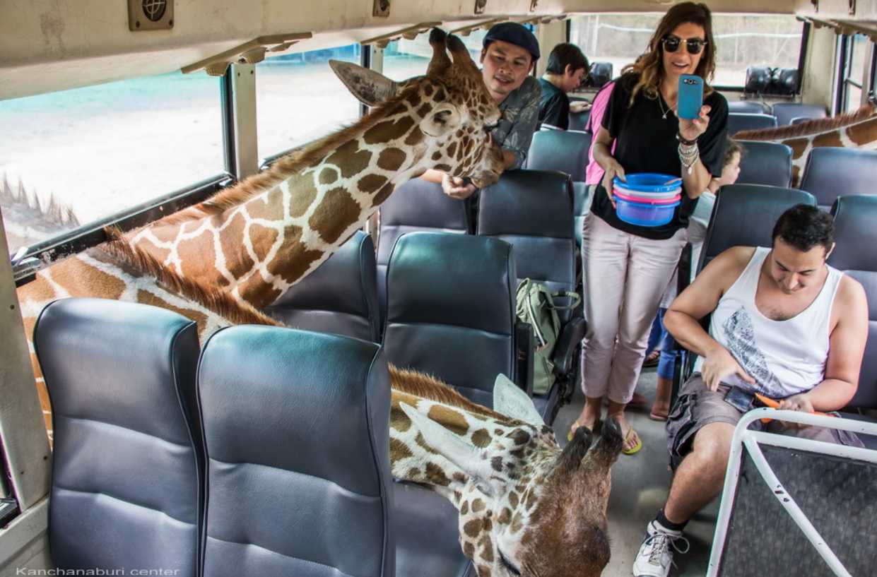 สวนสัตว์เปิด ซาฟารี ปาร์ค