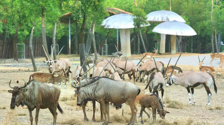 泰國野生動物園 Safari World