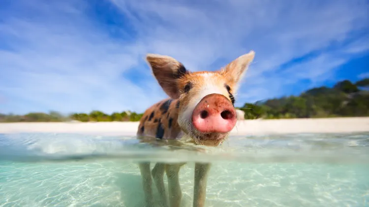 豬島 (Pig Beach)