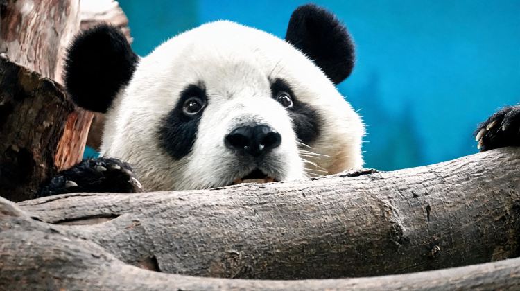 6-Day Group Tours: Chongqing + Zhangjiajie + Tianmen Mountain National Forest Park