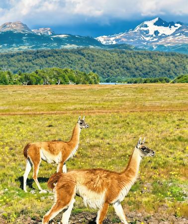 23D22N • In-depth 4-country South America tour: Peru, Brazil, Chile, and Argentina