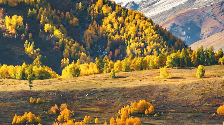 8-Day Northern Xinjiang Group Tours: Xinjiang Kanas National Geopark, Hemu Scenic Area, Sayram Lake, Nalati Scenic Area, Tianshan Tianchi | One Night in Hemu + Featured Meals·  