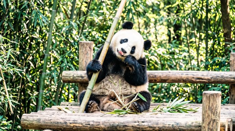 2-Day Encounter Adorable Pandas & Trace the Dual World Heritage Sites of Leshan and Mount Emei