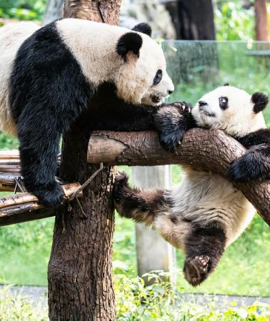 6D5N • 2–8-person mini group, no shopping |  Chongqing + Chengdu + Sanxingdui + Dujiangyan + Mount Qingcheng: Panda visits
