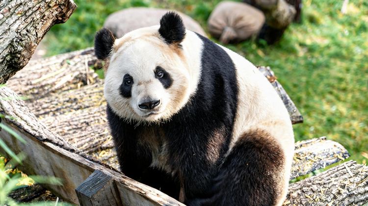 6-Day Group Tours: Chongqing + Zhangjiajie + Tianmen Mountain National Forest Park