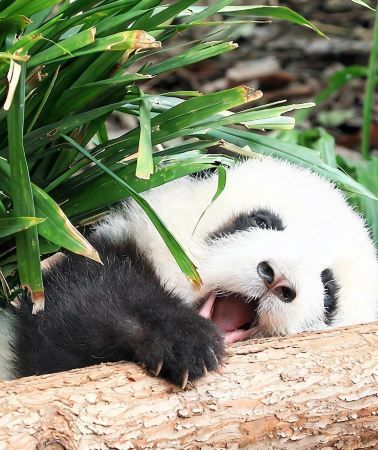 8D7N • Chengdu + Jiuzhaigou + Huanglong National Scenic Area + Dujiangyan + Mount Emei + Panda Paradise + Leshan Giant Buddha + Excellent tour guides 