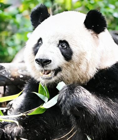 2D1N • Panda House + Mutianyu Great Wall, kid-friendly day trip