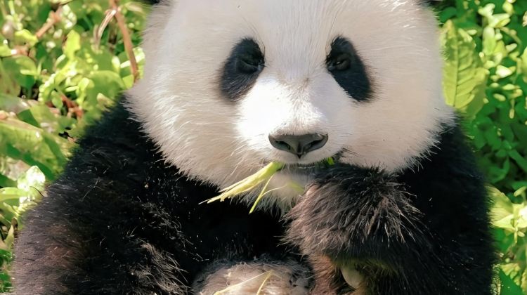 5-Day Explore Sichuan: Panda Base, Dujiangyan, Qingcheng Mt, Sanxingdui Museum, Chengdu city walk. Stay downtown hotels. Free Sichuan Opera face-changing + specialty dinner.