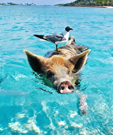 6D5N • Pig Beach, Bahamas