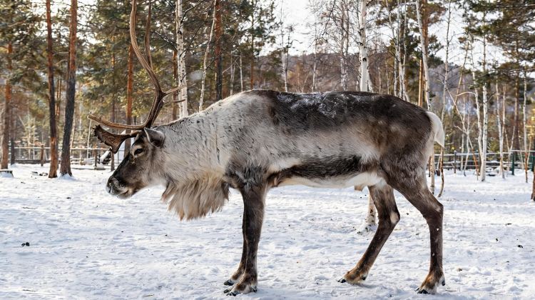 3-Day Mini group tour: Mohe , Arctic Village, aurora viewing, reindeer interaction, fun , no shopping , nice boutique stays.